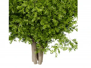 Collection plant vol 527 - blender model 3D Model