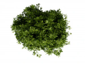 Collection plant vol 527 - blender model 3D Model
