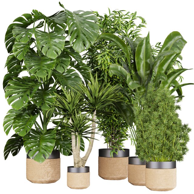Collection plant vol 528 - banana - aspidistra - palm - bush Modèle 3D .c4d .max .obj .3ds .fbx .stl .blend 