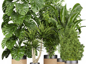 Collection plant vol 528 - banana - aspidistra - palm - bush 3D Model