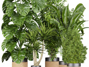 Sammelpflanze Band 528 &ndash; Banane &ndash; Aspidistra &ndash; Palme &ndash; Busch 3D Modell