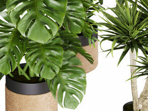 Collection plant vol 528 - banana - aspidistra - palm - bush Modèle 3D