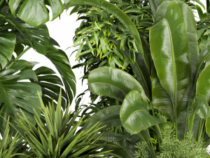 Collection plant vol 528 - banana - aspidistra - palm - bush Modèle 3D