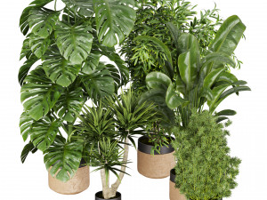 Collection plant vol 528 - banana - aspidistra - palm - bush Modèle 3D