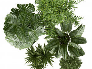 Collection plant vol 528 - banana - aspidistra - palm - bush Modèle 3D