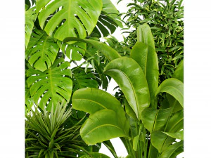 Collection plant vol 528 - blender model 3D Model