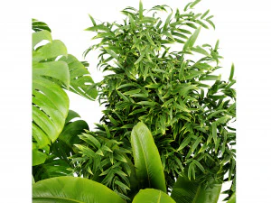Collection plant vol 528 - blender model 3D Model