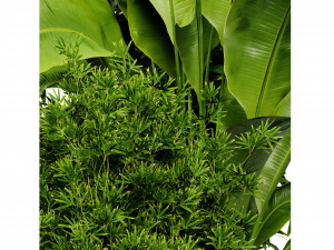 Collection plant vol 528 - blender model 3Dモデル