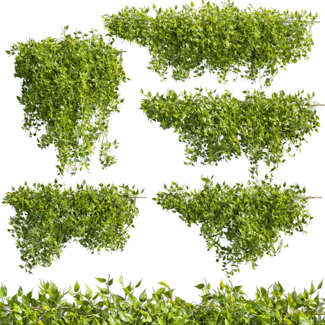 Collection plant vol 529 - bush - Outdoor - ivy - pothos Model 3D .c4d .max .obj .3ds .fbx .stl .blend
