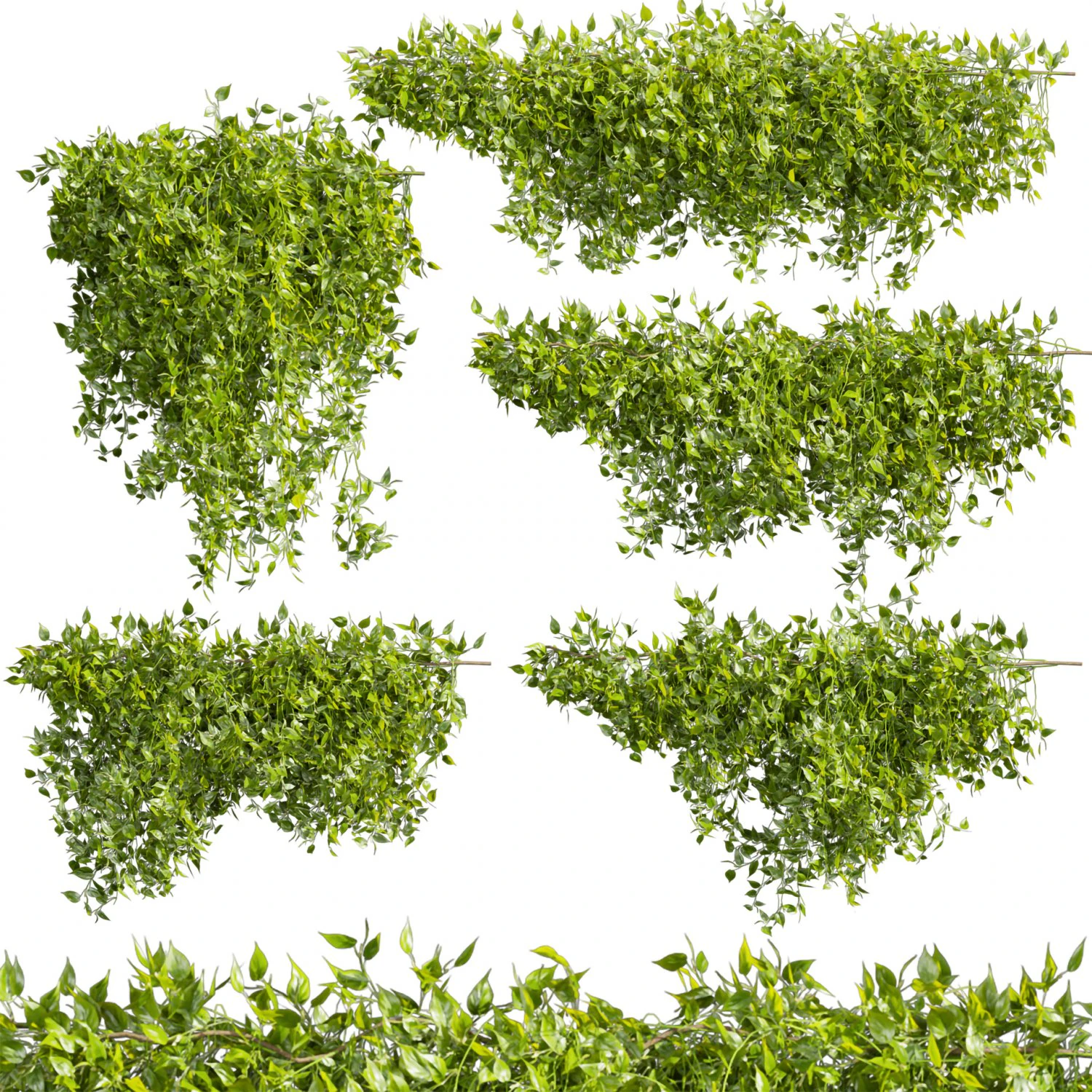 Collection plant vol 529 - bush - Outdoor - ivy - pothos 3D Model .c4d .max .obj .3ds .fbx .stl .blend 