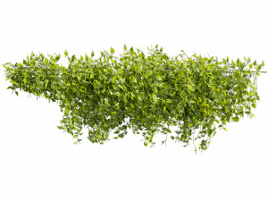 Collection plant vol 529 - bush - Outdoor - ivy - pothos Modèle 3D