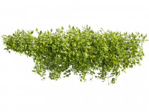 Collection plant vol 529 - bush - Outdoor - ivy - pothos 3D Model