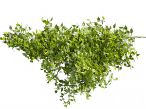 Collection plant vol 529 - bush - Outdoor - ivy - pothos Modèle 3D