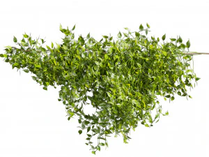 Collection plant vol 529 - bush - Outdoor - ivy - pothos 3D Model