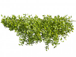 Collection plant vol 529 - bush - Outdoor - ivy - pothos Modèle 3D