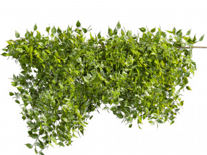 Collection plant vol 529 - bush - Outdoor - ivy - pothos Modèle 3D