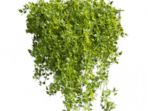 Collection plant vol 529 - bush - Outdoor - ivy - pothos Modèle 3D