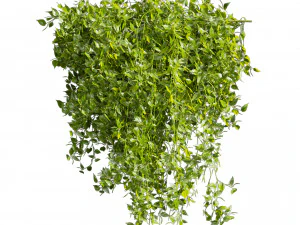 Collection plant vol 529 - bush - Outdoor - ivy - pothos 3D Model