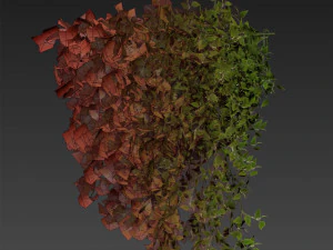 Collection plant vol 529 - bush - Outdoor - ivy - pothos 3D Model