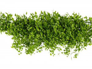 Collection plant vol 529 - blender model 3D Model