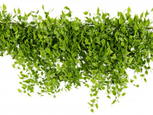 Collection plant vol 529 - blender model 3D Model