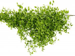 Collection plant vol 529 - blender model 3D Model