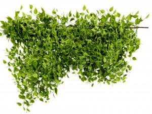 Collection plant vol 529 - blender model 3D 模型