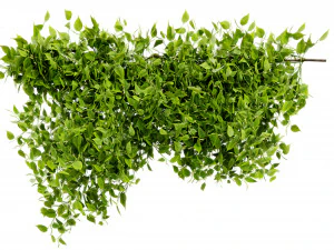 Collection plant vol 529 - blender model 3D Model