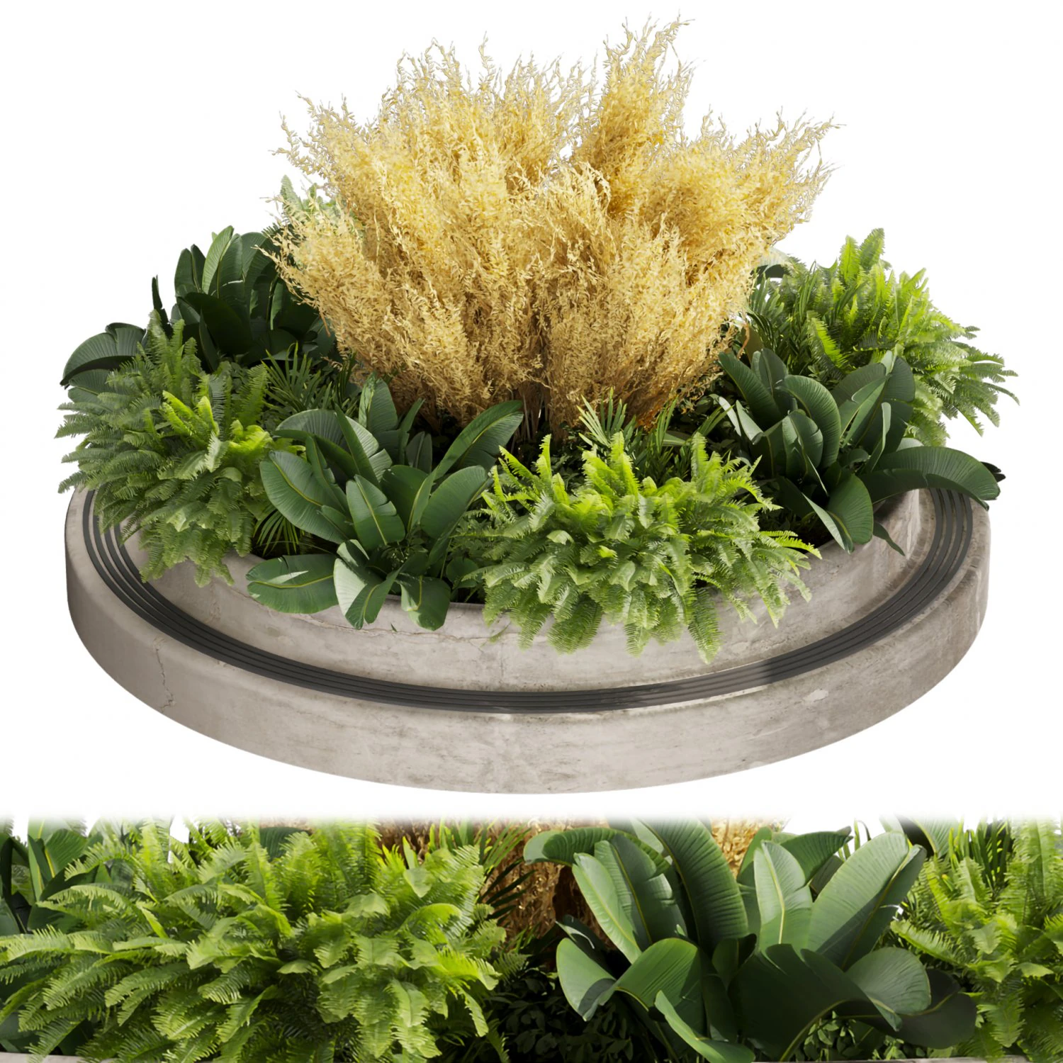 Collection plant vol 530 - garden - pampas - banana 3D Model .c4d .max .obj .3ds .fbx .stl .blend 