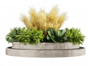 Collection plant vol 530 - garden - pampas - banana 3D Model