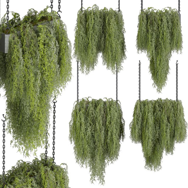Collection plant vol 531 - hanging - bush - ampelous 3D Model .c4d .max .obj .3ds .fbx .stl .blend 