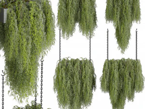 Planta de coleta vol 531 - suspensa - arbusto - ampelosa Modelo 3D