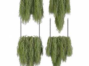 Collection plant vol 531 - hanging - bush - ampelous 3D Model