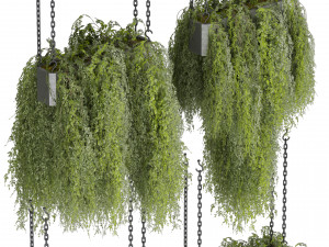 Collection plant vol 531 - hanging - bush - ampelous 3D Model