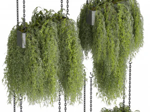 Collection plant vol 531 - hanging - bush - ampelous 3D Model