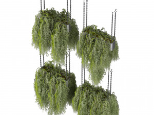 Collection plant vol 531 - hanging - bush - ampelous 3D Model