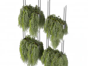 Collection plant vol 531 - hanging - bush - ampelous 3D Model