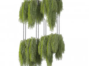 Collection plant vol 531 - hanging - bush - ampelous 3D Model