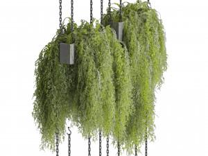 Collection plant vol 531 - hanging - bush - ampelous 3D Model