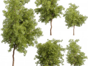 Collection plant vol 535 - tree - ash - Urban environment 3D Модель