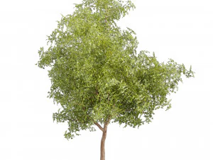 Collection plant vol 535 - tree - ash - Urban environment 3D Model