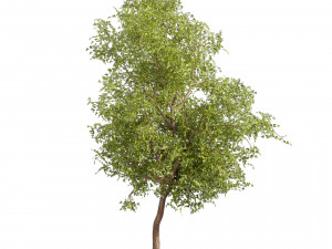 Collection plant vol 535 - tree - ash - Urban environment 3D Модель