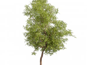 Collection plant vol 535 - tree - ash - Urban environment 3D Model