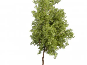 Collection plant vol 535 - tree - ash - Urban environment 3D Model