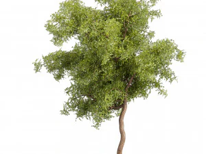 Collection plant vol 535 - tree - ash - Urban environment 3D Model