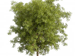 Collection plant vol 535 - tree - ash - Urban environment 3D Model