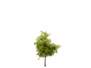 Collection plant vol 535 - blender model 3D मॉडल