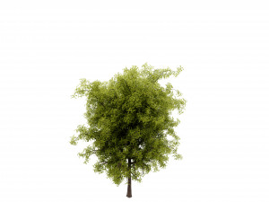 Collection plant vol 535 - blender model 3D मॉडल