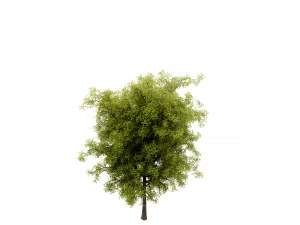 Collection plant vol 535 - blender model 3D Model