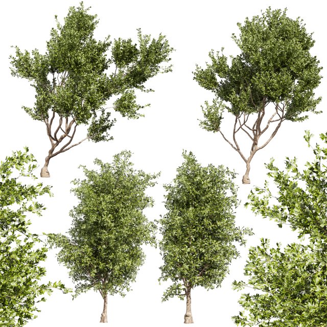 Collection plant vol 536 - tree - outdoor - Urban environment Model 3D .c4d .max .obj .3ds .fbx .stl .blend 